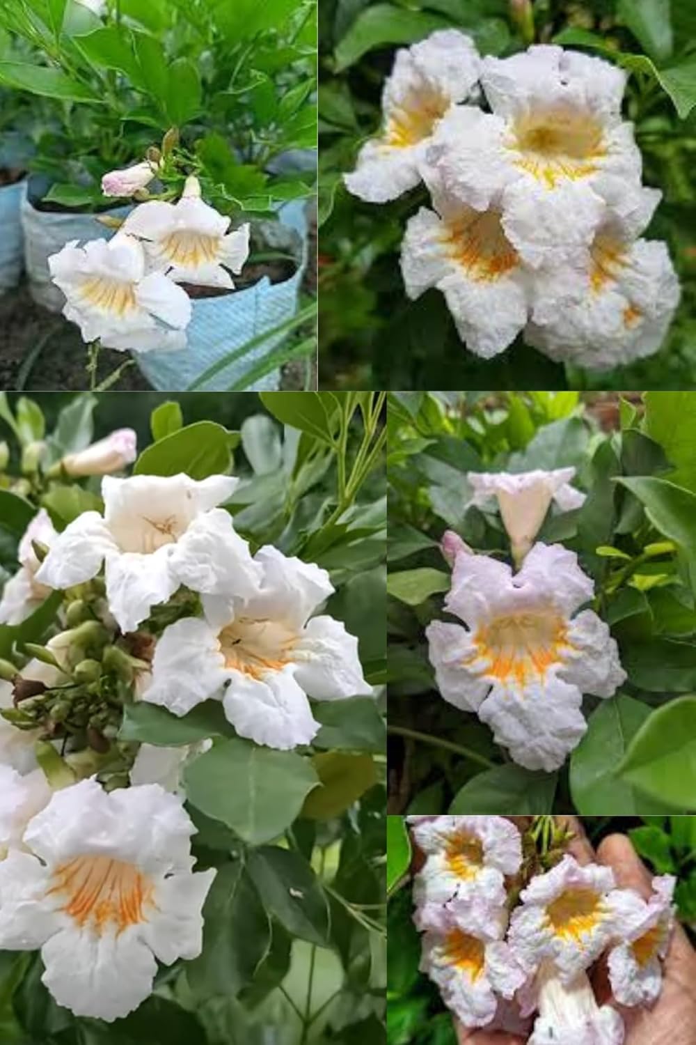 Rare Hybrid Kamini Satin Wood Kunti Shrubs Flower  Plant (Heaight 1-2 Feet) Air Layering Strong, Sweet, Fragrance For (1 Healthy  Plant) Home Garden