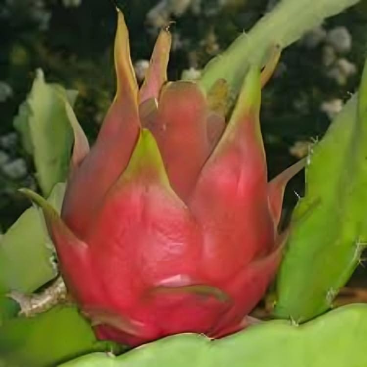 Sweet Dark Star Dragon Fruit Plant(Height 1-1.5 Feet) Plant Orignal Hybrid Dragon Fruit Plant For Home Graden Outdoor Tree Plant