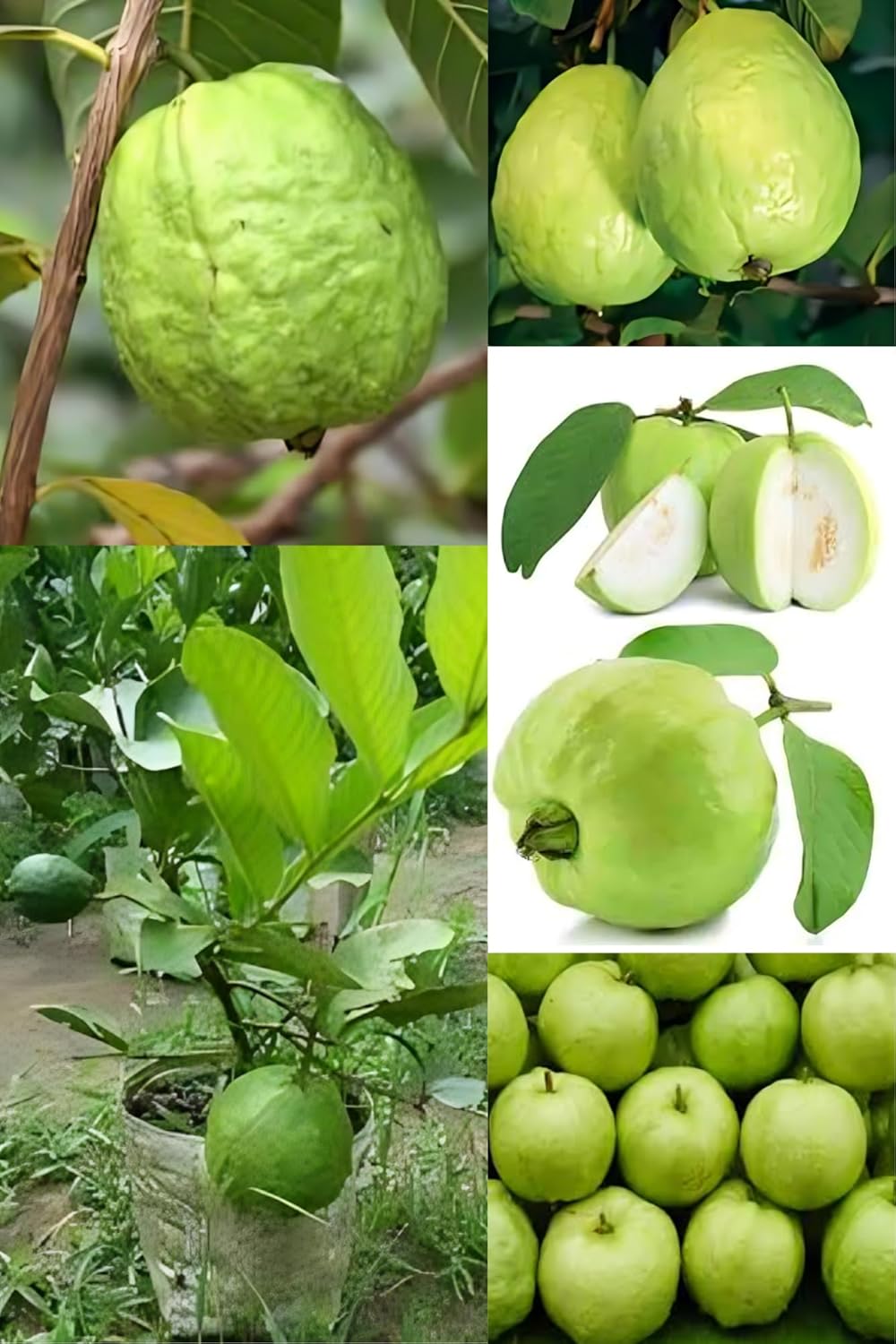 Rare   Baruipur Guava Fruit Plant (Height 1-2 Feet) Baruipur Guava Orignal Hybrid Variety Fruit Plant | (2 Healthy Guava Plant) For Home Garden Outdoor  Tree