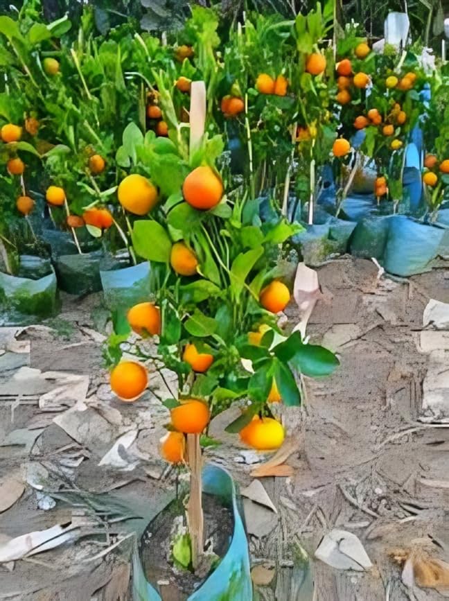 Rare  Darjeeling Sweet Orange (Santra Grafted) Fruit Plant (Height 1.5-2 Feet) Darjeeling Orange Orignal Hybrid Variety Fruit| Plant Packof-1| For Home Graden Outdoor  Tree