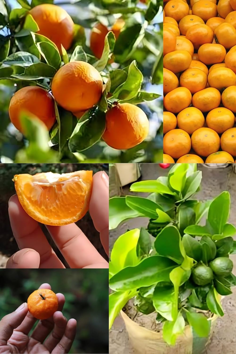 Rare  Darjeeling Sweet Orange (Santra Grafted) Fruit Plant (Height 1.5-2 Feet) Darjeeling Orange Orignal Hybrid Variety Fruit| Plant Packof-1| For Home Graden Outdoor  Tree