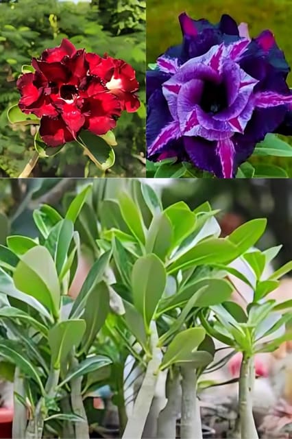 2- Multicolour Adeninm Flower Plant (1-1.5 Height) Adenium Plant Orignal Desert Rose Variety Flowerhome Graden Outdoor/Indoor Plant  Flower Tree