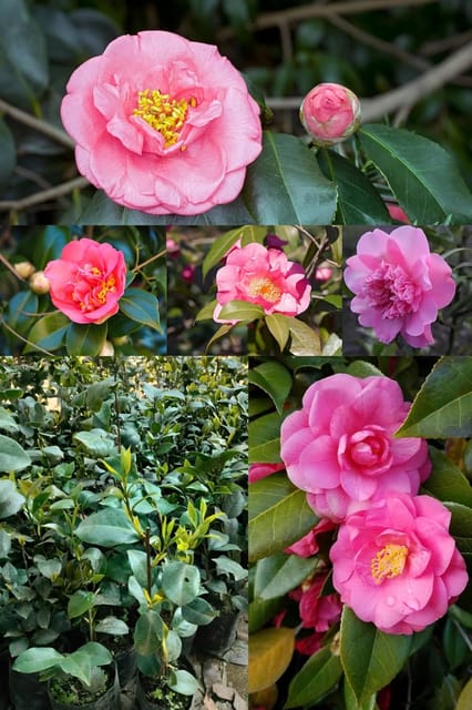 Rare Ballet Queen Pink Camellia Flower Plant (Heaight 1.5-2 Feet) Camellia Queen Pink Orignal Hybrid Variety Flower Plant [ Mildly Fragrant] For Home Graden Outdoor  Tree (Pack Of-1)