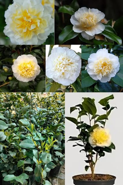 Rare  Brushfield Yellow Beauty Camellia Flower Plant (Heaight 1.5-2 Feet) Camellia Yellow Orignal Hybrid Variety Flower Plant| Mild To No Fragrance |For Home Graden Outdoor  Tree