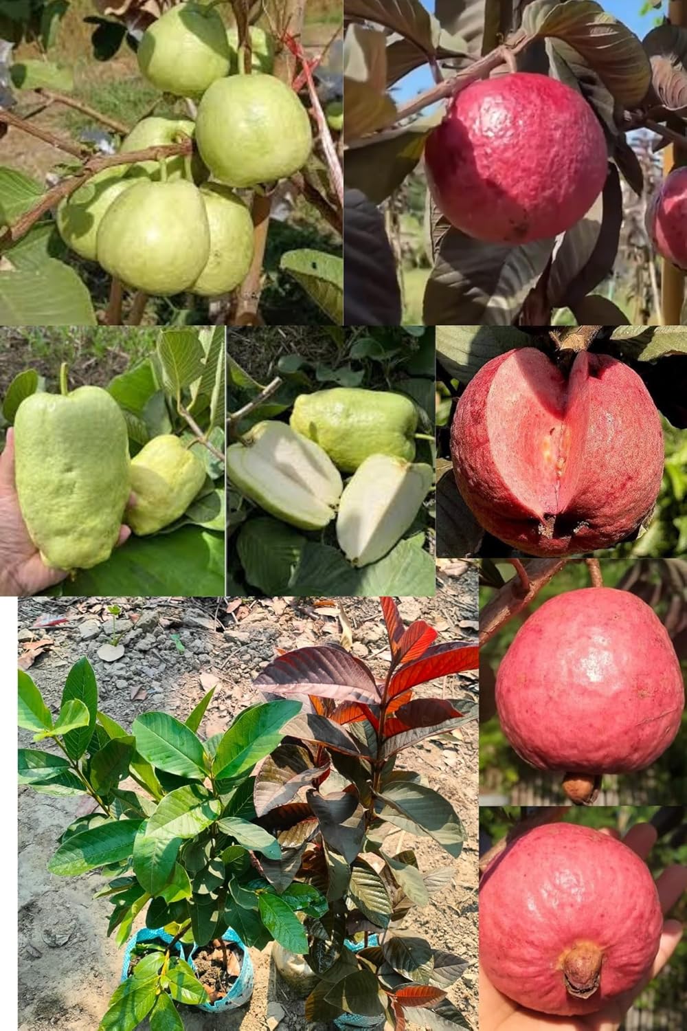 (Combo-2) Thai Red Guava +Japanese Seedless White Diamond Guava Fruit Plant (1.5-2 Feet Height) All Season Amrud Green+Red Skin With Fresh Organic Fruit Outdoor  Fruit Tree