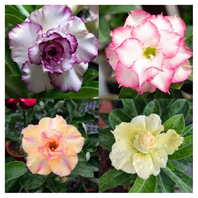 Pack of 4 :Rare Adenium Plant  Without Pot Bonsai Multi Petel Exotic Desert Rose Vibrant, Multicolored Flowers  With Vibrant Blooms For Home Garden