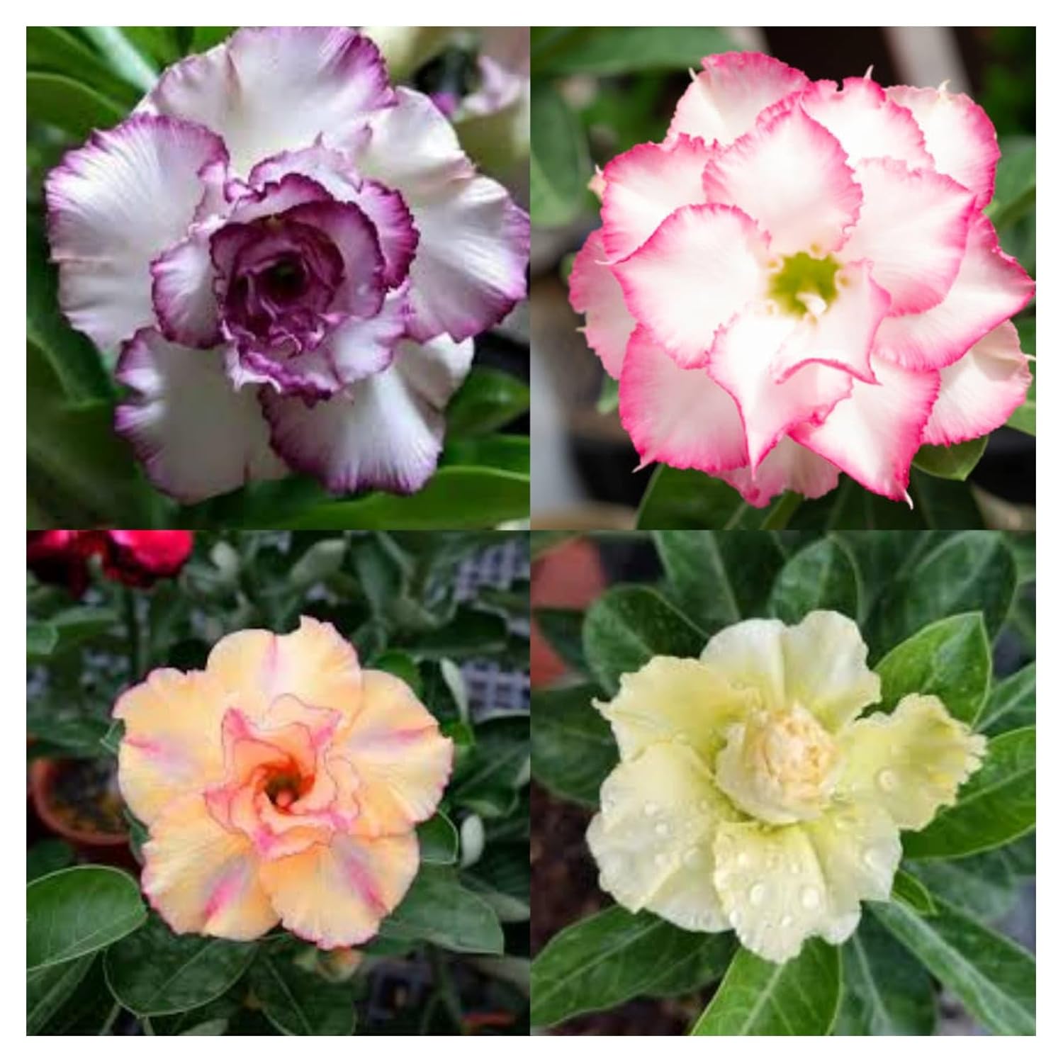 Pack of 4 :Rare Adenium Plant  Without Pot Bonsai Multi Petel Exotic Desert Rose Vibrant, Multicolored Flowers  With Vibrant Blooms For Home Garden