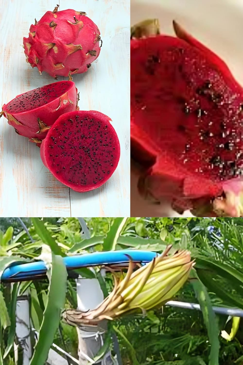 Rare Variety Sweet Red Jaina Dragon Fruit Plant Hybrid (1-2 Feet Height) Plant Original Rare  Dragon Fruit Plant For Home Graden Outdoor  Tree
