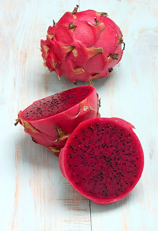 Rare Variety Sweet Red Jaina Dragon Fruit Plant Hybrid (1-2 Feet Height) Plant Original Rare Dragon Fruit Plant For Home Graden Outdoor Tree