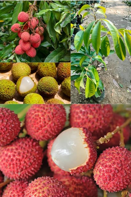 Fresh All Time Fay Zee Sui Litchi Fruit Plant Tropical Rare Exotic Dwarf Air Layered Lychee Tree (Height 1-2 Feet) Litchi Plant Hybrid All Seasons Extremely Juicy Fruit For Home Garden
