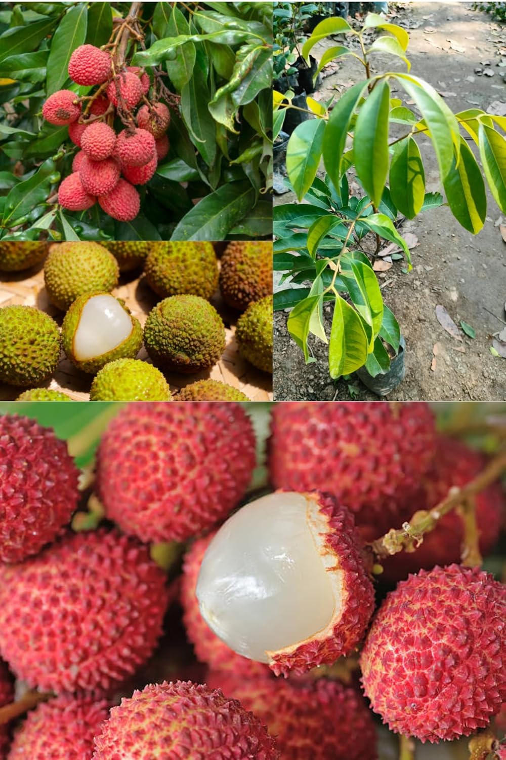 Fresh All Time Fay Zee Sui Litchi Fruit Plant Tropical Rare Exotic Dwarf Air Layered Lychee Tree (Height 1-2 Feet) Litchi Plant Hybrid All Seasons Extremely Juicy Fruit For Home Garden