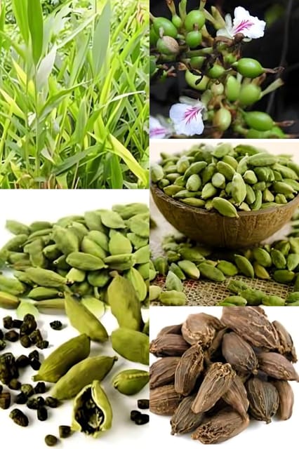 Good Aroma Cardamon/Elaichi Plant Hybrid (1-2 Feet Height) Original Rare  Elaichi (1 Healthy Elaichi Plant) For Home Graden Outdoor  Tree