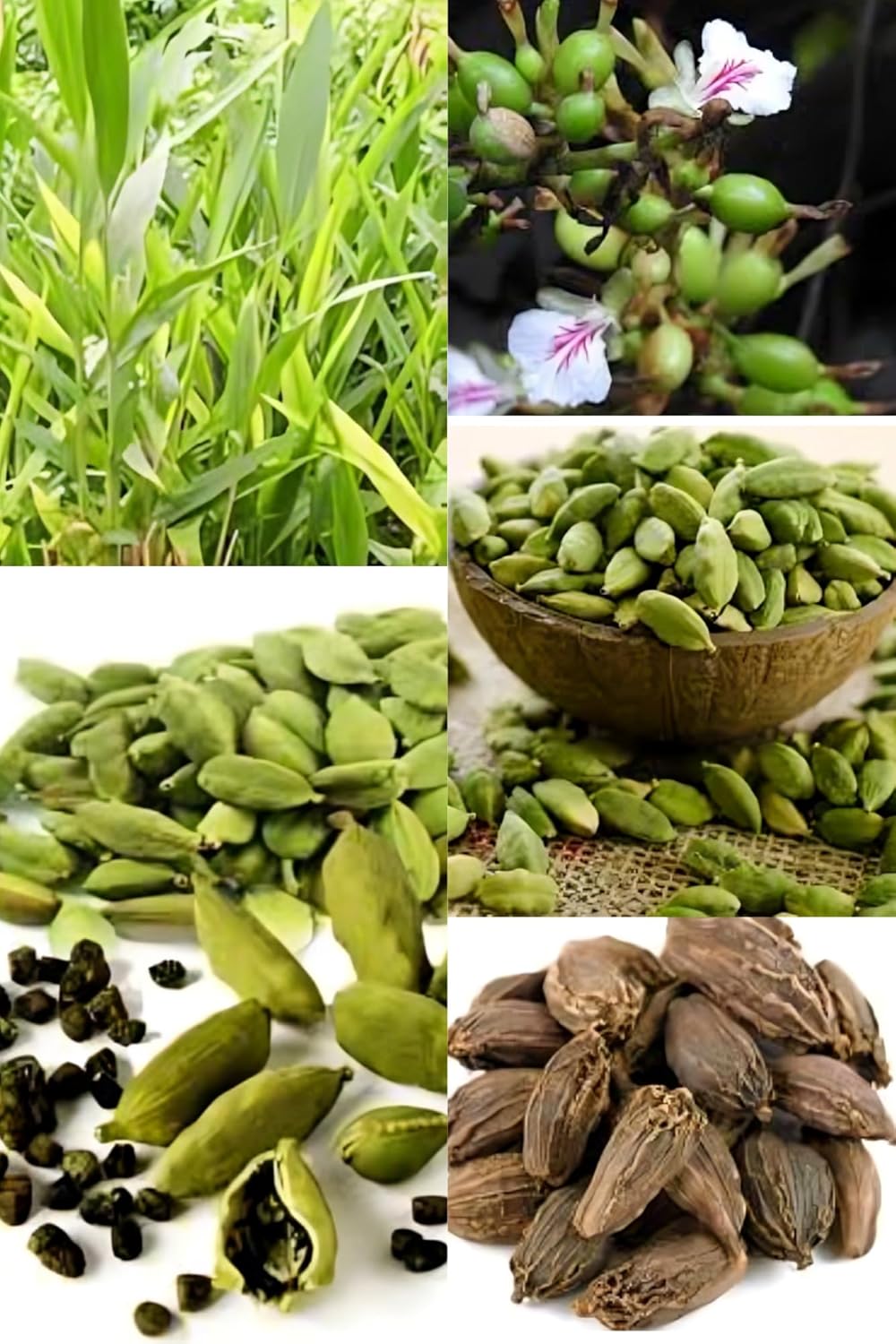 Good Aroma Cardamon/Elaichi Plant Hybrid (1-2 Feet Height) Original Rare  Elaichi (1 Healthy Elaichi Plant) For Home Graden Outdoor  Tree