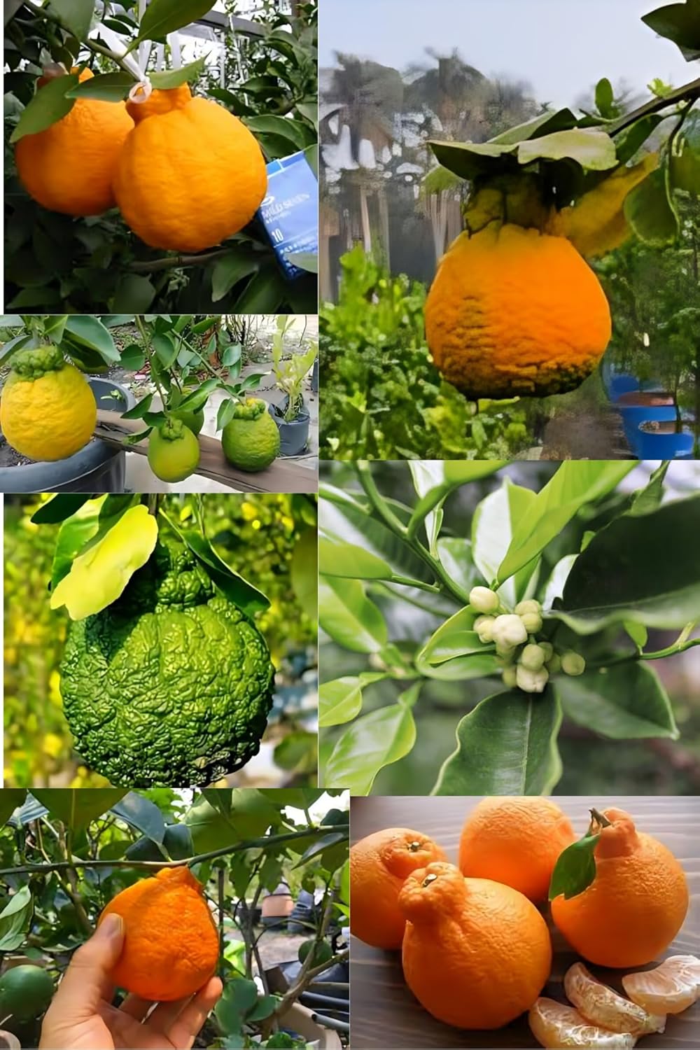 Rare  Dekopon Sweet Orange Santra Grafted Fruit Plant (Height 1.5-2 Feet) Sweet Orange Orignal Hybrid Variety Fruit Plant [Pack Of-1] For Home Graden Outdoor  Fruit Tree