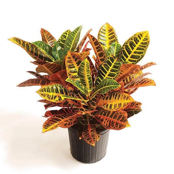 Croton Plant (Codiaeum Variegatum) Multicolour Indoor & Outdoor Beuty Croton/Patabhar  Plant (Height1-1.5 Feet) For Home Garden Indoor/Outdoor  Plant