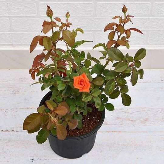 Climbing Double Patel Rose Flowers Plant (Height 1.5-2 Feet) All Season Amrud (Orange) Skin With Fresh Organic Hybrid Varieties Flower (Pack Of-1) Outdoor Gardening  Shrub Tree
