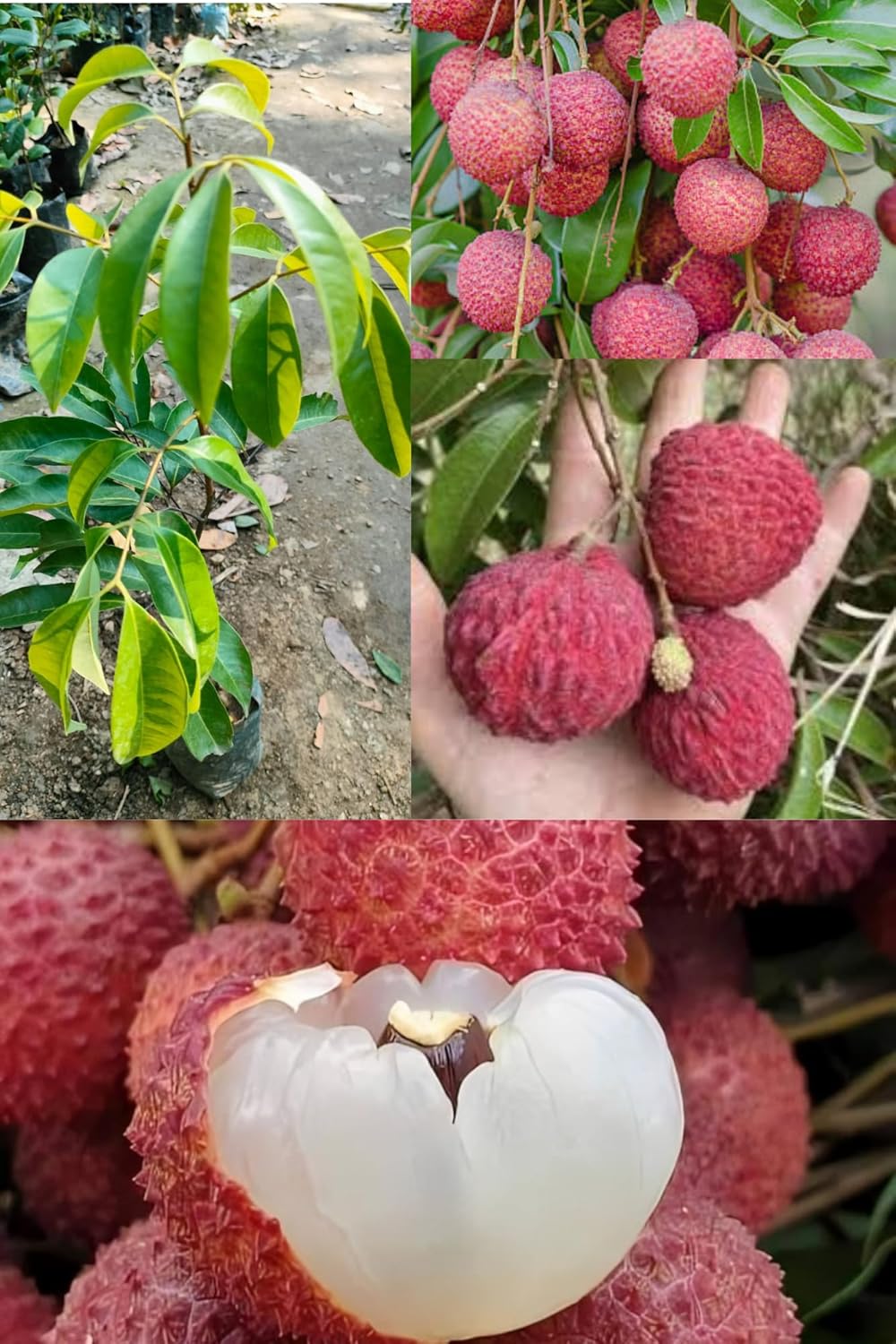 Fresh All Time Erdon Lee Litchi Fruit Plant Tropical Rare Exotic Dwarf Air Layered Lychee Tree (Height 1-2 Feet) Litchi Plant Hybrid All Seasons  Very Sweet Fruit For Home Garden