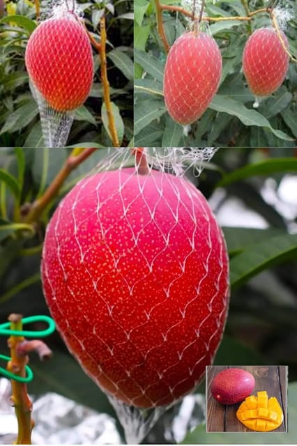 Miyazaki Egg Of Sun Taiyo No Tamago Mango Aam Grafted Fruit  Plant (Height 1.5-3 Feet) Flavor; Sweet, Juicy (1 Healthy  Mango Plant) For Home Graden Outdoor  Fruit Tree