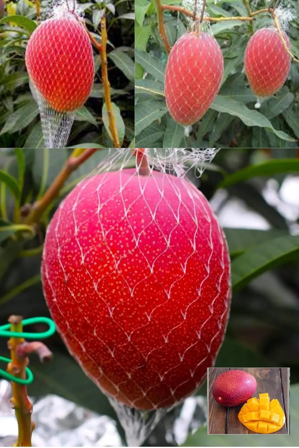 Miyazaki Egg Of Sun Taiyo No Tamago Mango Aam Grafted Fruit  Plant (Height 1.5-3 Feet) Flavor; Sweet, Juicy (1 Healthy  Mango Plant) For Home Graden Outdoor  Fruit Tree