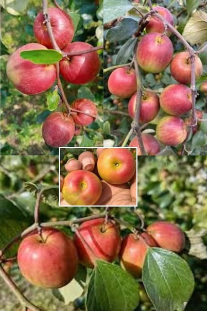 Ball Sundari Apple Ber Indian Jujube Kul Grafted Fruit  Plant (Height 1.2 Feet) After Fruit 1 Year Sweet And Juicy, Apple-Like Flavor Taste 1 Healthy Plant For Home Garden Tree