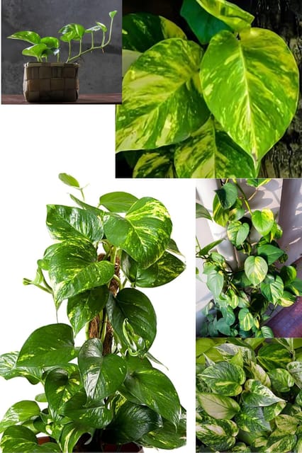 Rare  Pothos/Golden Money Plant (Heaight 1-1.5 Feet) Golden Money Plant Orignal Hybrid Variety Indoor Plant | Indoor Lucky Money Plant For Living Room, Bedroom, Office, Home, And Graden