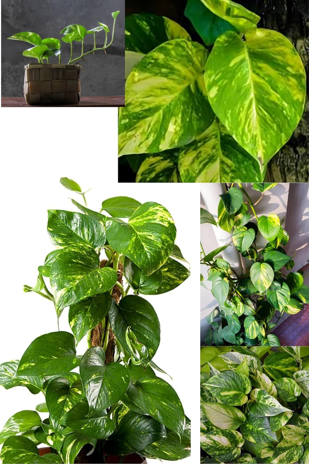 Rare  Pothos/Golden Money Plant (Heaight 1-1.5 Feet) Golden Money Plant Orignal Hybrid Variety Indoor Plant | Indoor Lucky Money Plant For Living Room, Bedroom, Office, Home, And Graden