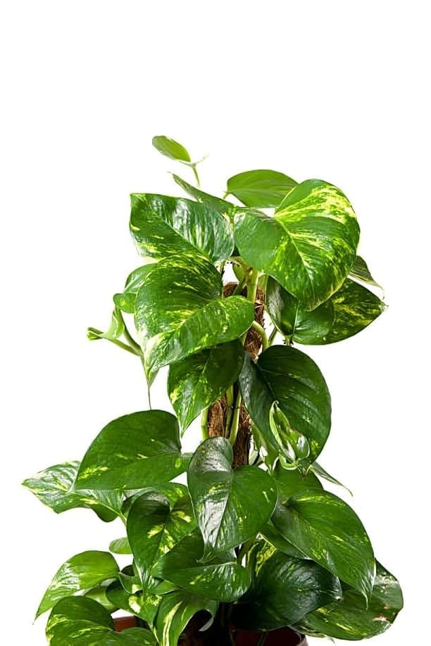Rare Pothos/Golden Money Plant (Heaight 1-1.5 Feet) Golden Money Plant Orignal Hybrid Variety Indoor Plant | Indoor Lucky Money Plant For Living Room, Bedroom, Office, Home, And Graden