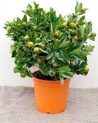 Nimbu Sweet Thai Kumquat Lemon Santra Grafted Fruit  Plant (Height 1.5-2 Feet) Tree With Fruit, Juicy Inner Flesh Has A Tangy, Lemon-Like Flavor, 1 Healthy Fresh Plant For Home Garden