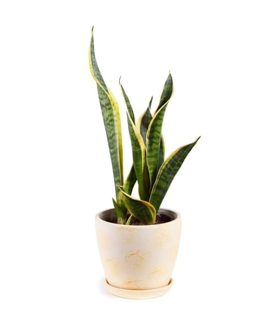 Rare Variety Sansevieria/Snake Indoor  Plant (Heaight 1-2Feet) Snake Original Hybrid Variety Indoor Plant/Indoor Lucky Plant For Living Room, Bedroom, Office, Home, And Graden