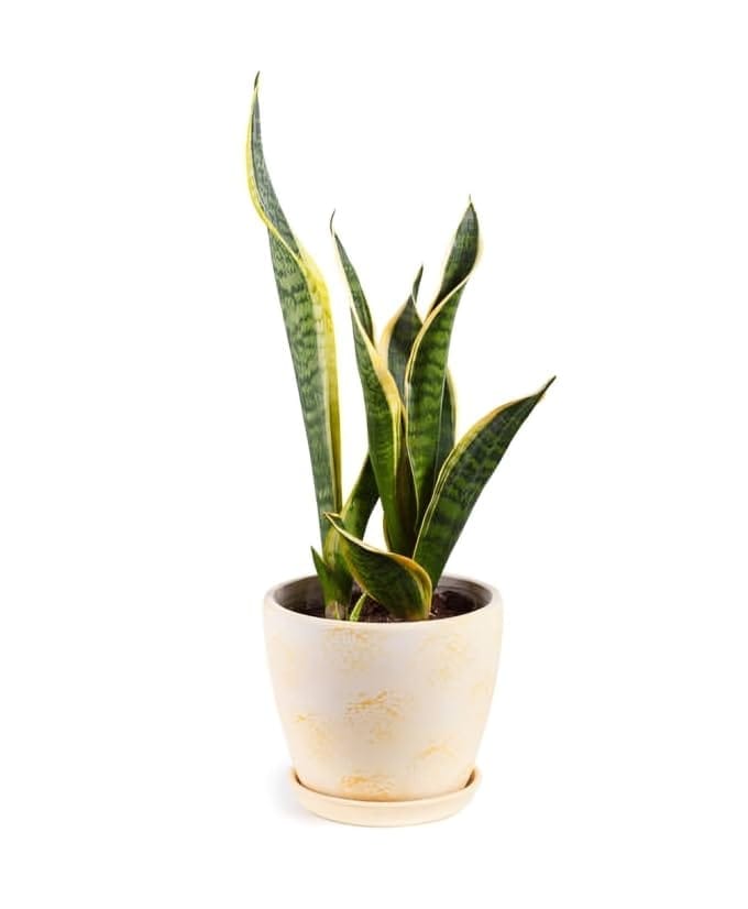 Rare Variety Sansevieria/Snake Indoor  Plant (Heaight 1-2Feet) Snake Original Hybrid Variety Indoor Plant/Indoor Lucky Plant For Living Room, Bedroom, Office, Home, And Graden
