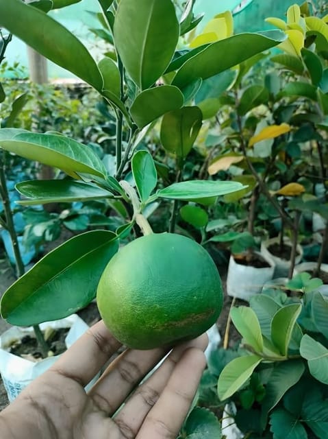 Rare Seedless Sweet Red Pomelo (Batabi Labu) Fruit Plant (Heaight 1.5-2 Feet) Sweet Red Pomelo Orignal Hybrid Thai Fruit Plant(Fruit After 8-10 Month) For Home Graden Outdoor  Tree