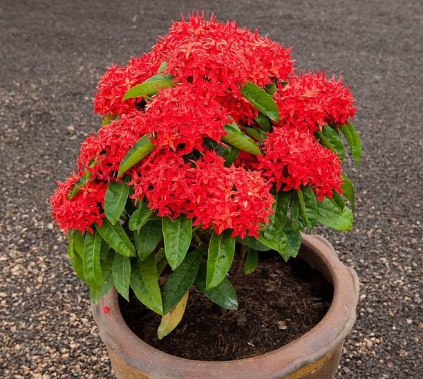 Healthy (Ixora Coccinea) Red Flowers Plant (Height 1.5-2 Feet) All Season Amrud (Red) Skin With Fresh Organic Beautiful Varieties Flower Tree (Pack Of-1) For Home Gardening  Tree