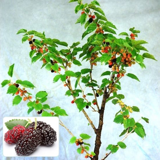 Sweet Thai Mulberry Fruit (Pakistan Variety) Plant (Height 1-2 Feet) Hybrid Fruit Plant Fresh & Healthy Plant | Easy Grow |Fruit After 2-3 Month Pack Of -1 Outdoor  Fruit Tree