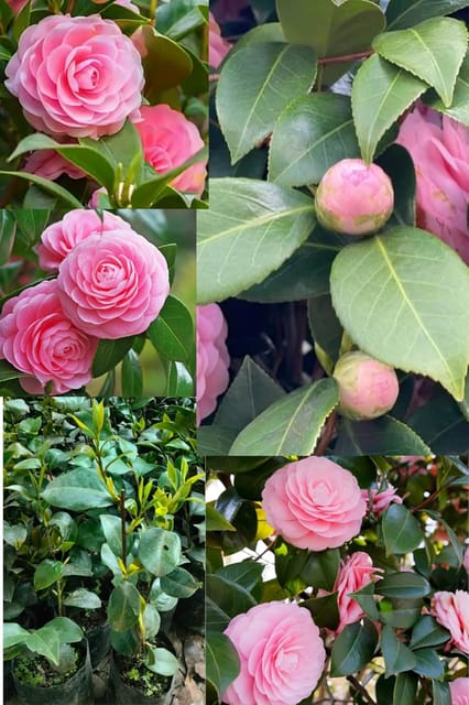 Rare  Pink Beauty Perfection Flower Plant (Height 1.5-2 Feet) Hybrid Vareity  Flower Plant |Fragrance: Light To Mild Sweet Scent|For Home Garden Outdoor Evergreen Shrub/Small Tree -1