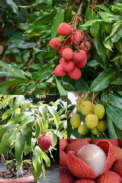 West-Bengal Litchi Fruit Plant (Height 1-2 Feet )Tropical Rare Exotic Dwarf Air Layered Lychee Tree All Seasons Hybrid Litchu Sweet Juicy Flesh Fruit Plant For Home Garden