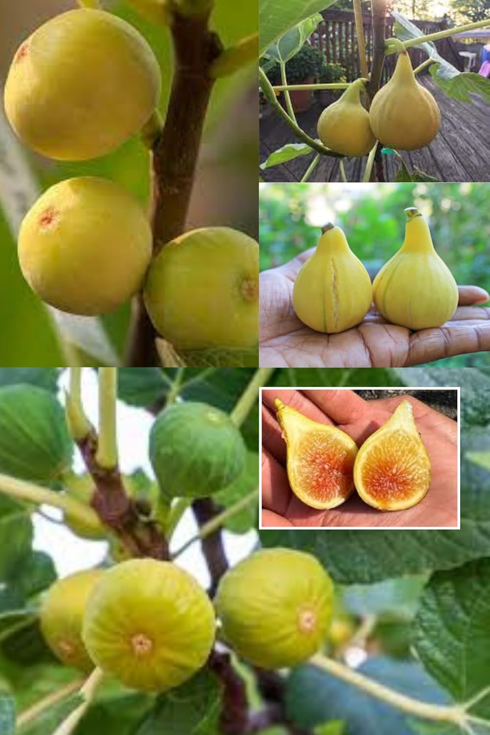 Yellow Fig Anjeer Layering/Grafted Fruit  Plant (Height 1.5-2.5 Feet) (Yellow Variety) Fruit After 6 Month Soft, Juicy, Smooth Sweet, Honey-Like Flavor Taste For Home Garden