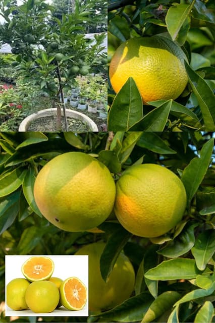Origanal Bangladesh Bari -1 Malta Mosambi Grafted Fruit  Plant (Height 1.5-2.5 Feet) Sweet Orange Hybrid (Malta) After Fruit 1 Year Mildly Sweet Taste, 1 Healthy Plant For Home Garden