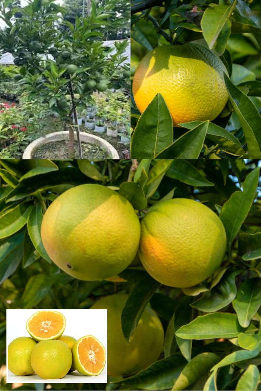 Origanal Bangladesh Bari -1 Malta Mosambi Grafted Fruit  Plant (Height 1.5-2.5 Feet) Sweet Orange Hybrid (Malta) After Fruit 1 Year Mildly Sweet Taste, 1 Healthy Plant For Home Garden
