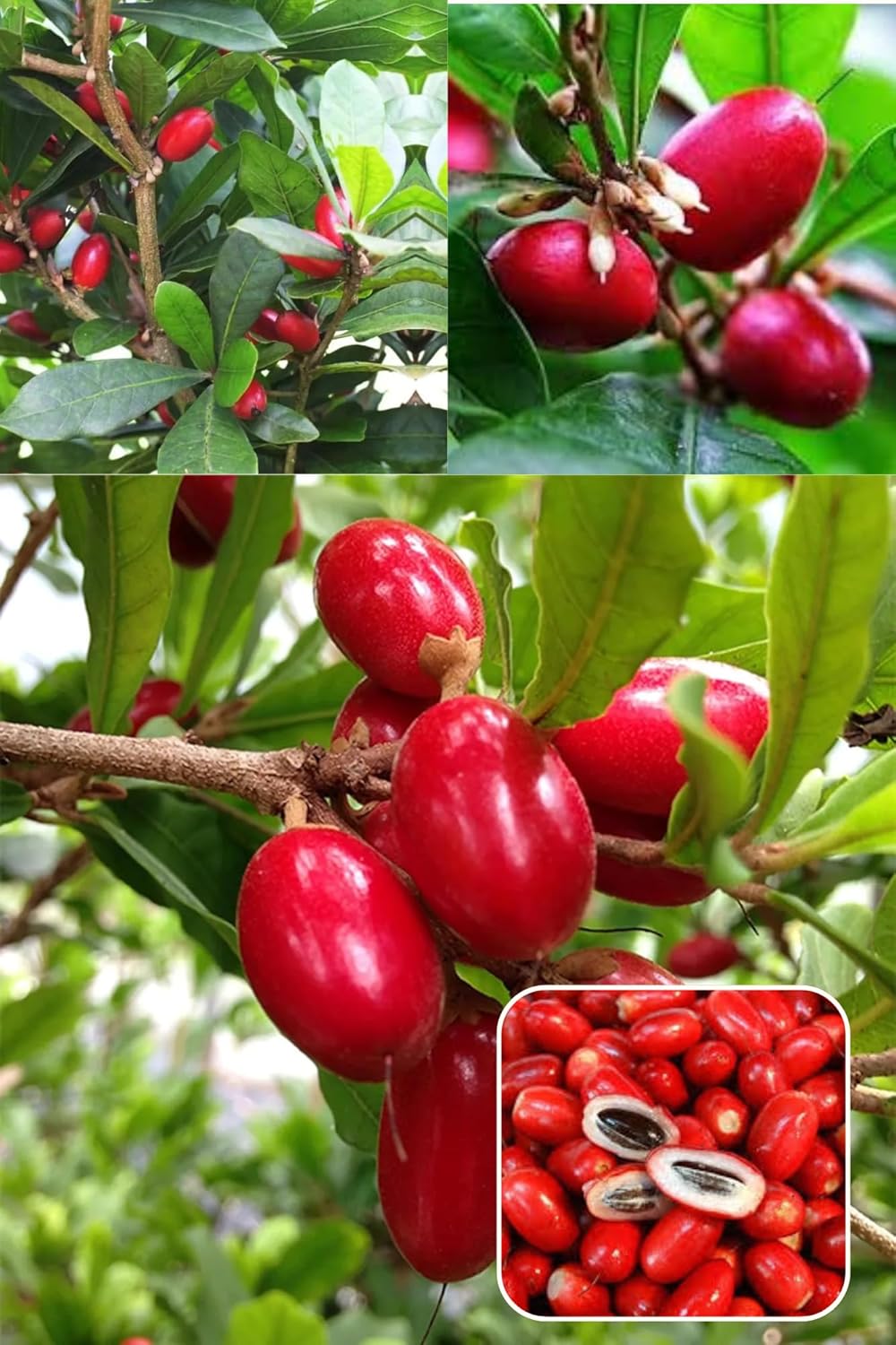 Rare Miracle Fruit (Synsepalum Dulcificum) Layering/Grafted  Fruit Plant(Height 1.5-2 Feet) Bright Red, Oval Berries,Very Sweet, Slightly Tangy Flavor, 1 Healthy Plant For Home Garden
