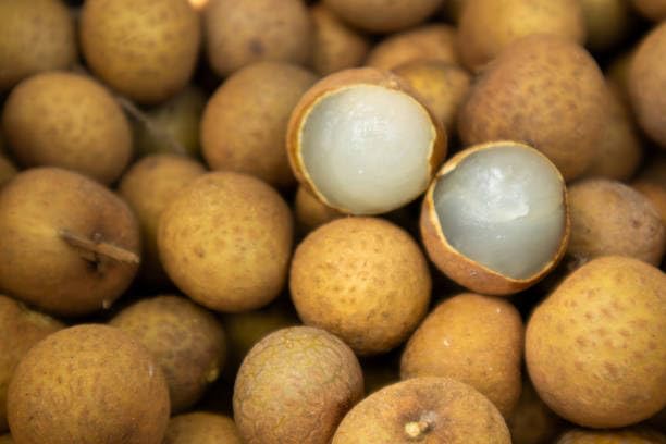 (Dimocarpus Longan) Fruit Plant (Height 1.5-2 Feet) All Season Amrud Light-Brown Skin With Fresh Organic Hybrid Grafted Varieties Lychee/Longan Fruit | Outdoor  Fruit Tree
