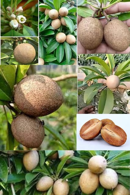 Rare Thai All Time Kalapatti Chikoo, Sapota, Sapodilla, Naseberry Grafted Fruit  Plant (Height 1.5-2 Feet) Kalapatti, Sweet, High-Yielding (1Healthy  Plant) For Home Garden