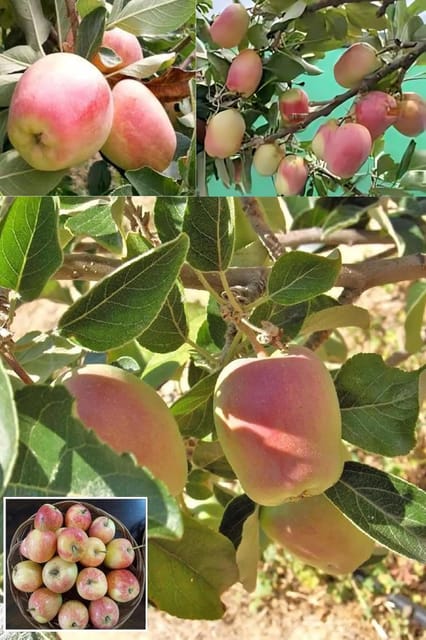 Red Anna Variety Low Chill Tropical Apple Seb Grafted Fruit  Plant (Height 1.5-2 Feet) Crisp, Creamy-White, Juicy,Sweet With A Mild Tartness, 1 Healthy Fresh Plant For Home Garden