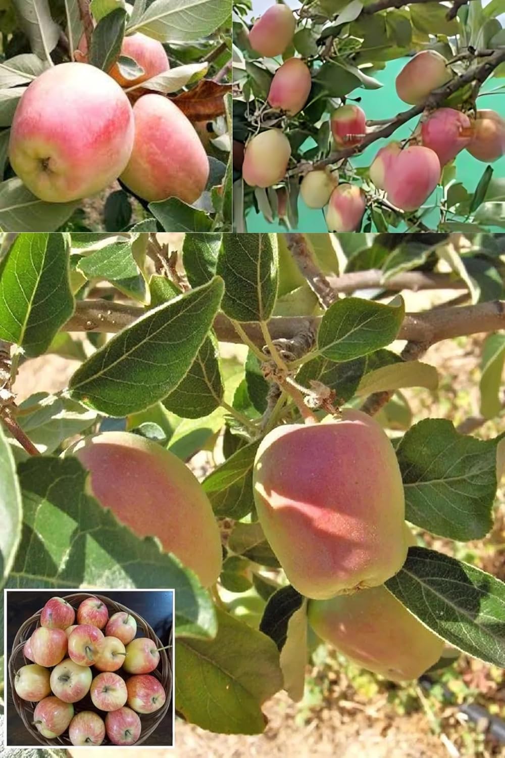 Red Anna Variety Low Chill Tropical Apple Seb Grafted Fruit  Plant (Height 1.5-2 Feet) Crisp, Creamy-White, Juicy,Sweet With A Mild Tartness, 1 Healthy Fresh Plant For Home Garden