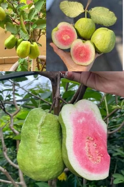 Taiwan Pink Guava Amrood Layering/Grafted Fruit  Plant (Height 1.5-2 Feet) Arter Fruit 6 Month Thin, Smooth, Light Green To Pale Yellow Skin, Exceptionally Sweet Taste,For Home Garden