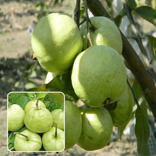 Vnr Bihi Guava Amrood Layering/Grafted Fruit  Plant (Height 1.5-2 Feet) Variety Of Psidium Guajava, Thick, White Creamy Pulp,Sweet, Mildly Musky Flavor, 1 Healthy Plant For Home Garden