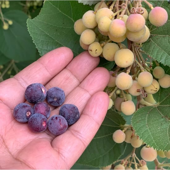 Phalsa Berry(Grewia Asiatica) Layering/Grafted Fruit  Plant (Height 1.5-2 Feet) After Fruit 6 Month Sweet And Tangy; Refreshing. Taste (1Healthy Plant For Home Garden