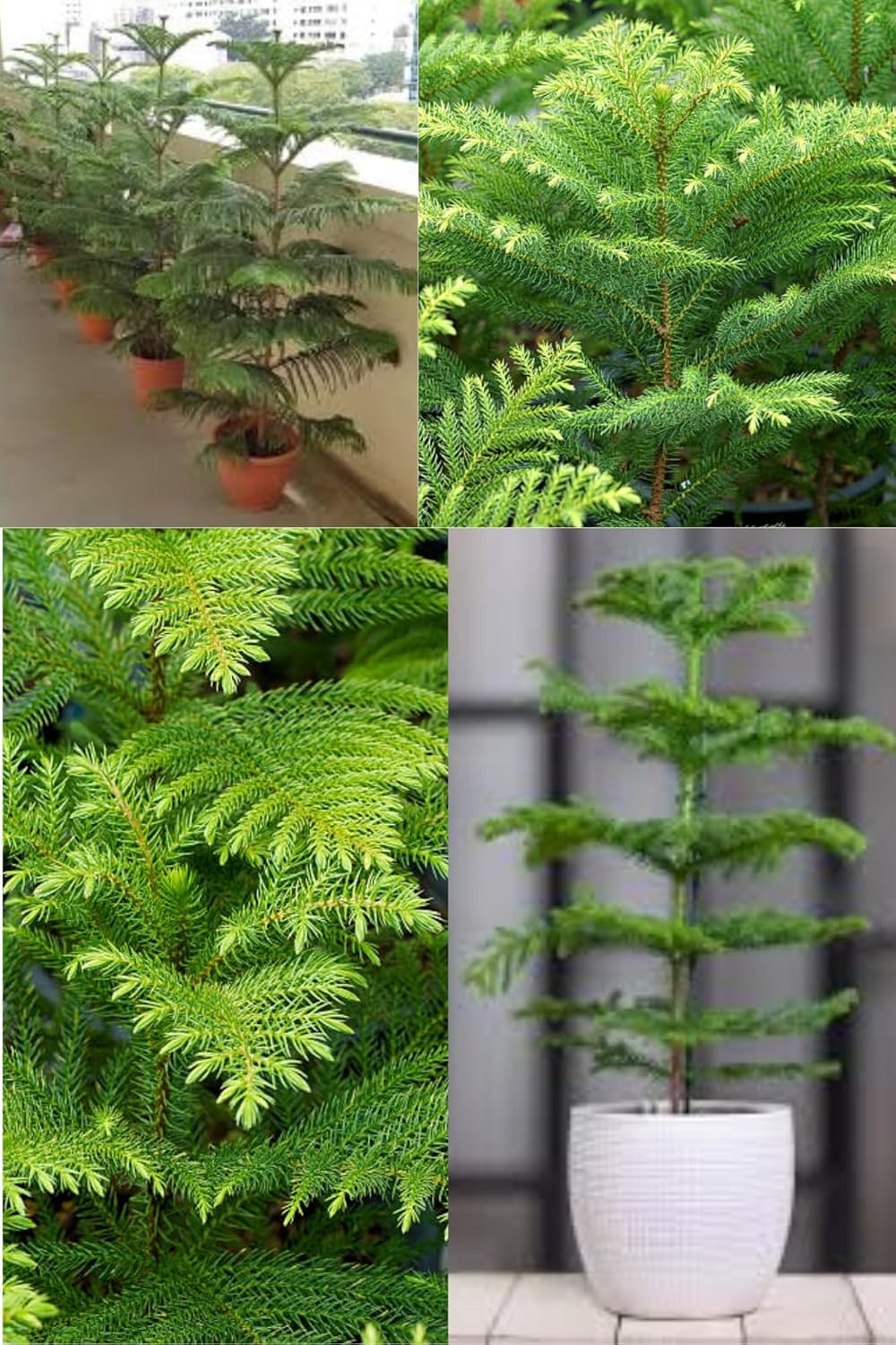 Christmas Tree Araucaria Heterophylla Jhau  Plant (Height 1.5-3 Feet) Air Purification Indoor Tyoe - Norflok Island Pine Garden Balconies Healthy Hybrid  Plant For Home Garden