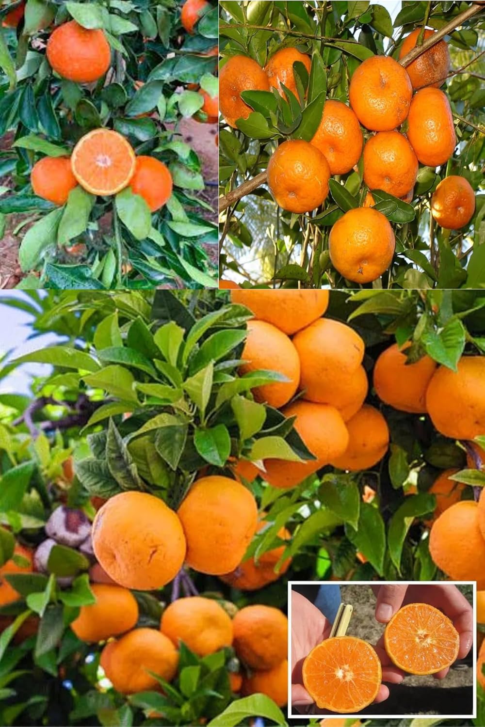 Honey Murcott Orange (Santra Grafted) Fruit  Plant (Height 1.5-2 Feet) Smooth To Slightly Pebbled, Bright Orange,Skin, Rich, Honey-Sweet Taste, 1 Healthy Fresh Plant For Homr Garden