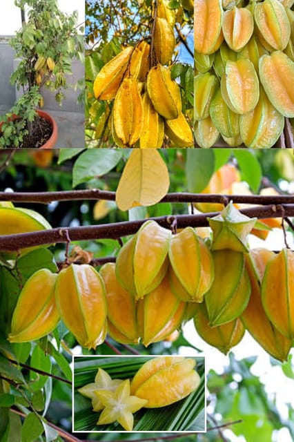 Thai Sweet Star Fruit Plant (Averrhoa Carambola) Kamrakh, Kamranga Hybrid Grafted  Plant (Height 1.5-2 Feet) After Fruit 10 Month Taste: Sweet-Tart And Juicy For Home Garden