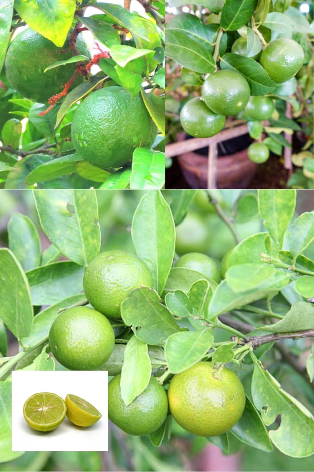 Zxxyanbi"Rare Nimbu Kagzi Lemon All Time Lemon Nimbu Layering/Grafted Fruit  Plant (Height 1.5-2 Feet) All Season Amrud Green Skin With Fresh Organic Fruit (Pack Of-1) Outdoor  Fruit Tree